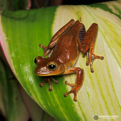 Bokermannohyla circumdata