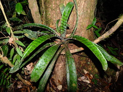 Lutheria splendens