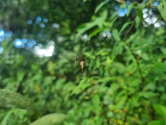 Micrathena sexspinosa