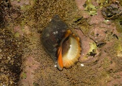 Stramonita brasiliensis
