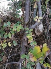 Bursera bipinnata