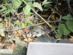 Setophaga caerulescens