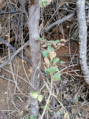 Bursera bipinnata