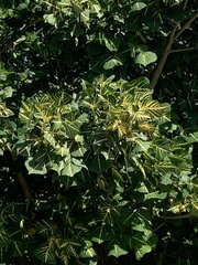 Erythrina variegata