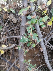 Bursera bipinnata