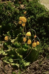 Calceolaria filicaulis luxurians