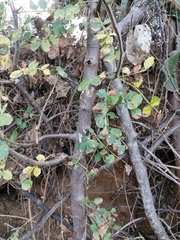 Bursera bipinnata