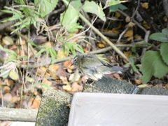 Setophaga caerulescens