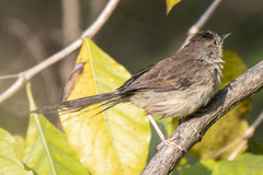 Prinia sylvatica