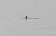 Balaenoptera acutorostrata scammoni