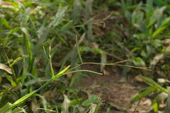 Urochloa plantaginea