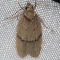 Gelechiini