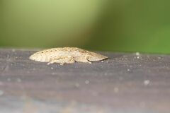 Ledropsis discolor