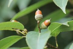 Quercus myrsinifolia