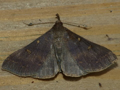Renia discoloralis