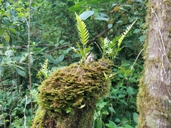 Pleopeltis polypodioides