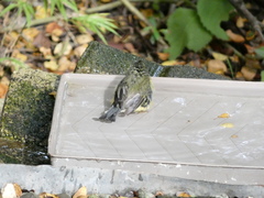 Setophaga caerulescens