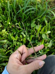 Dichanthium aristatum