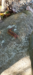 Scolopendra gigantea