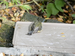 Setophaga caerulescens