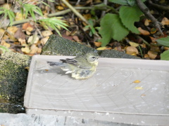 Setophaga caerulescens