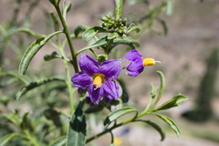 Solanum crispum