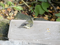 Setophaga caerulescens