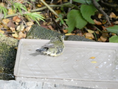 Setophaga caerulescens