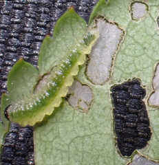 Cladius pectinicornis