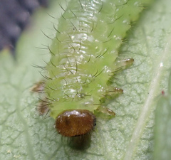 Cladius pectinicornis