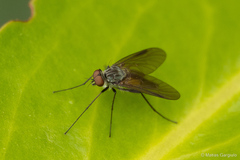 Rhagionidae