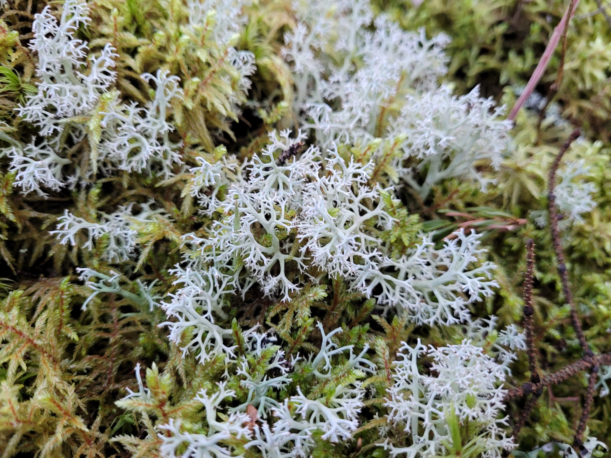 Walking a trail this morning I looked to the side and saw a whole