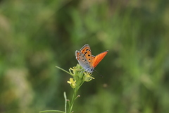 Lycaena thersamon