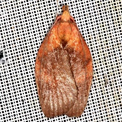 Gelechiini