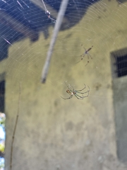 Leucauge argyrobapta