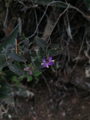 Polygalaceae