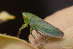 Chilenana
