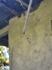 Leucauge argyrobapta