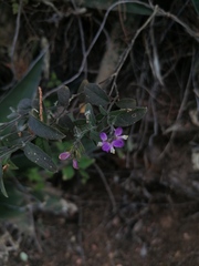 Polygalaceae