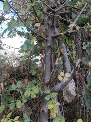 Bursera bipinnata
