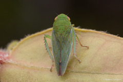 Chilenana