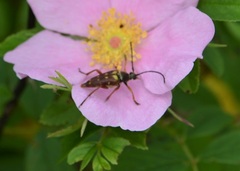 Typocerus