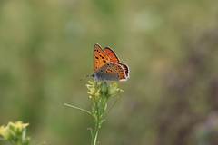 Lycaena thersamon