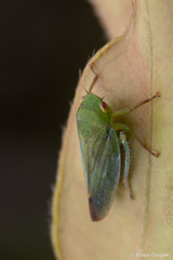 Chilenana