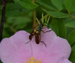 Typocerus
