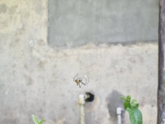 Leucauge argyrobapta