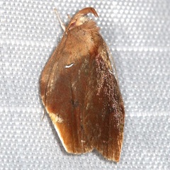 Gelechiini