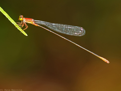 Teinobasis rufithorax