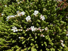 Veronica tetrasticha