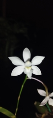 Caularthron bilamellatum